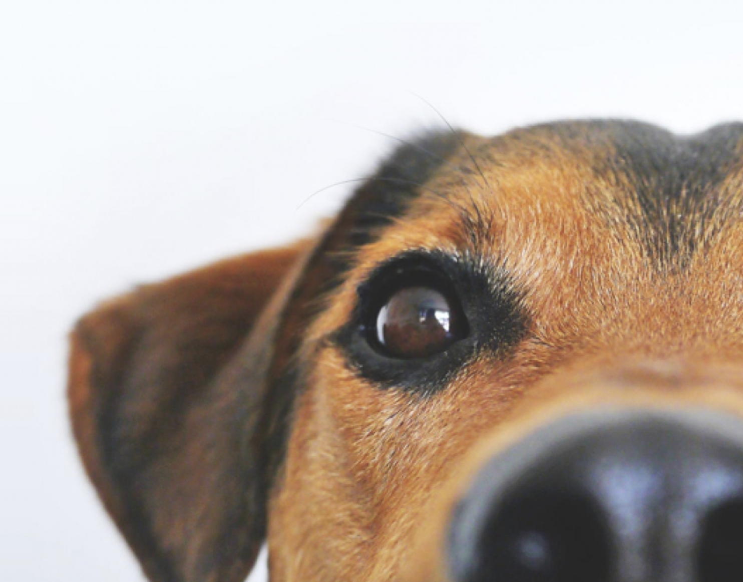 Identificatiediensten