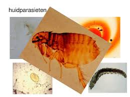 Huidparasieten